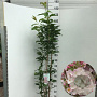 Prunus ser. 'Amanogawa' 150-175 cm 7,5L 2 tak