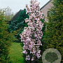 Prunus ser. 'Amanogawa' 10-12 HO 45L geveerd