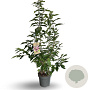 Prunus ser. 'Kanzan' 100-150 cm 12L