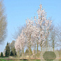 Prunus 'Spire' 25-30 HO draadkluit 250 cm stam