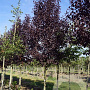 Prunus virginiana 'Canada Red' 20-25 HO draadkluit