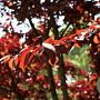 Prunus virginiana 'Shubert' 30-35 HO draadkluit 250 cm stam