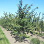 Prunus yedoensis 450-500 cm draadkluit meerstammig