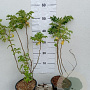Rosa rugosa 40-60 cm 2,0L