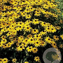Rudbeckia fulgida 'Little Goldstar' GM P9