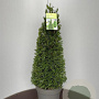Taxus baccata 75-80 cm 10L kegel