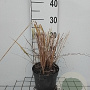 Calamagrostis acut. 'Karl Foerster' GM 2,0L