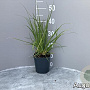 Cortaderia s. 'Rosea' GM 2,0L