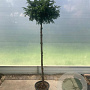Taxus baccata 160 cm stam 25L bol