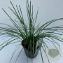 Deschampsia 'Goldtau' GM 2,0L