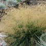 Deschampsia 'Goldtau' GM C5