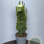 Taxus b. 'David' 60-70 cm 10L