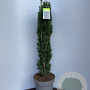 Taxus b. 'Fastigiata Robusta' 80-90 cm 12L versgepot