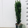Taxus b. 'Fastigiata Robusta' 100-120 cm 18L