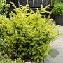 Taxus b. 'Goldstrike' 30-40 cm C1.5