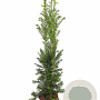 Taxus b. 'Höpken's Gigant' 80-100 cm 3,0L