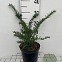 Taxus b. 'Repandens' 30-40 cm 3,0L