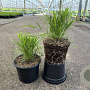 Hakonechloa macra GM 2,0L