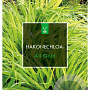Hakonechloa macra 'All Gold' GM 2,0L
