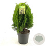 Thuja occ. 'Aurea Nana' 50-60 cm 10L