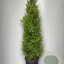 Thuja occ. 'Brabant' 150-160 cm 20L