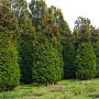 Thuja occ. 'Brabant' 600-700 cm draadkluit solitair