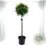 Thuja occ. 'Brabant' 80 cm stam 10L kroon