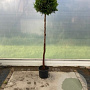 Thuja occ. 'Brabant' 160 cm stam 25L kroon
