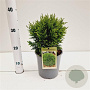 Thuja occ. 'Danica' 20-30 cm 2,5L