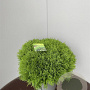Thuja occ. 'Danica' 45-50 cm 15L