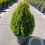 Thuja occ. Golden Smaragd 60-100 cm 12L