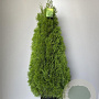 Thuja occ. Golden Smaragd 100-110 cm 18L