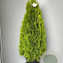 Thuja occ. Golden Smaragd 120-140 cm 25L