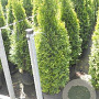 Thuja occ. 'Smaragd' 100-125 cm 12L