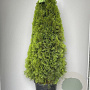 Thuja occ. 'Smaragd' 140-160 cm 35L