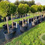 Thuja occ. 'Smaragd' 110 cm stam cont. 70L