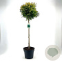 Thuja occ. 'Yellow Ribbon' 80 cm stam 10L bol