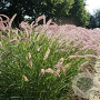 Pennisetum 'Karley Rose' GM 2,0L