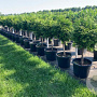 Thuja pl. 'Atrovirens' 80 cm stam cont. 70L bol