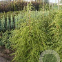 Tsuga canadensis 100-125 cm met kluit