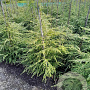 Tsuga canadensis 125-150 cm met kluit