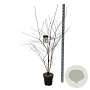 Amelanchier lamarckii 150-175 cm 15L
