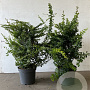 Berberis thunbergii 40-60 cm 7,5L