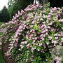 Deutzia hybrida 'Pink Pom-Pom' 40-50 cm 3,0L