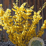Forsythia int. Minigold 40-50 cm 3,0L