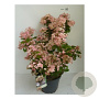 Hydrangea pan. Polestar 40-50 cm 5,0L