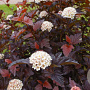 Physocarpus opulif. 'Andre' 40-50 cm 3,0L