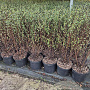 Physocarpus opulif. Little Joker 40-50 cm 3,0L
