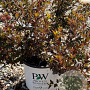 Physocarpus opulif. Tiny Wine 50-60 cm 3,0L