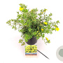 Potentilla f. 'Goldstar' 25-30 cm 3,0L